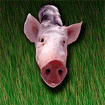 Cochon chantant